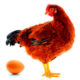 Tips Trik Sukses Beternak Ayam Petelur