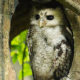 Manfaat Burung Hantu Tyto Alba Javanica Untuk Petani