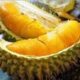 Rasa Durian Musang King
