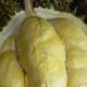 Cara Menanam dan Merawat Durian Bawor