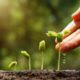 Tips Tata Cara Sukses Penyemaian Seed / benih