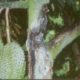 Tips Cara Sembuhkan Pohon durian berlobang