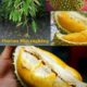 Tips Menanam Durian Musangking