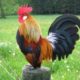 Cara Budidaya Ayam Kate Mudah dan Praktis