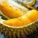 Durian Musang King, Darimana dan Cara Mengembangkannya