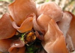 cara menanam jamur kuping