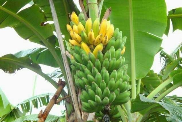 cara menanam pisang buah lebat