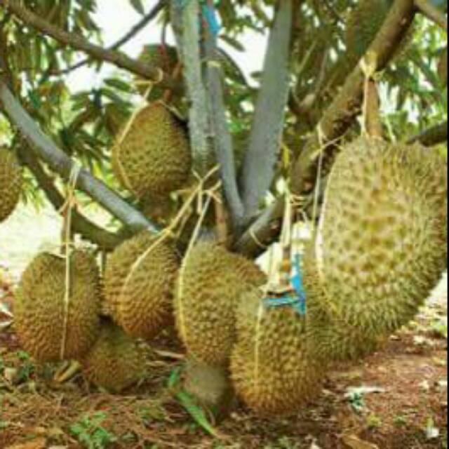 Musang durian vs duri king hitam China: Musang