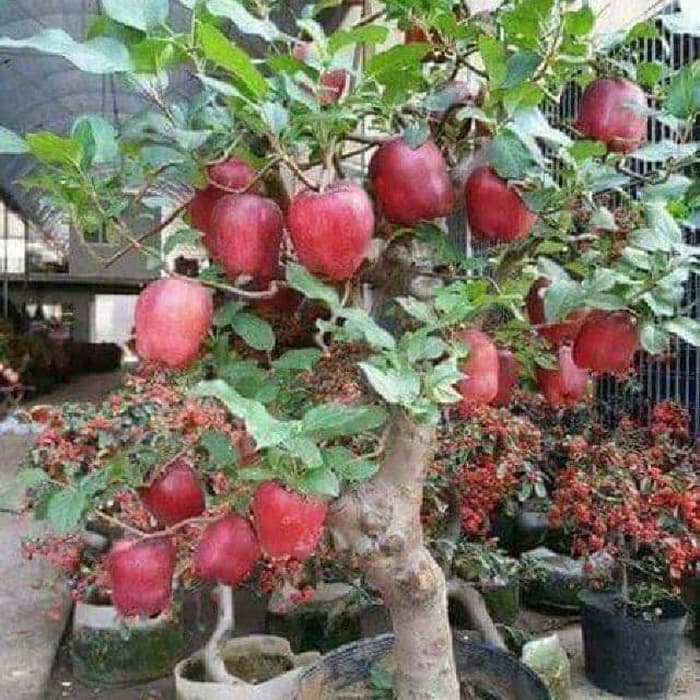 Tips Bagaimana Cara Budidaya Pohon Apel yang Baik dan Benar - Tukang Taman  Jogja, Jasa Pembuatan Taman di Jogja