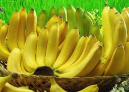cara budidaya pisang cavendish