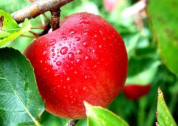 cara budidaya tanam buah apel 3