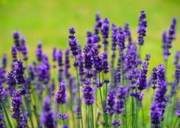 cara menanam bunga lavender