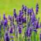 Panduan Cara Menanam & Budidaya Bunga Lavender Lengkap