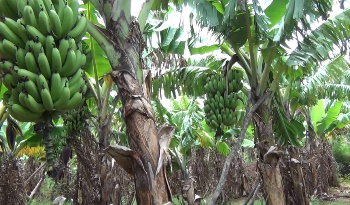 cara menanam pisang cavendish
