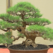 cara merawat bonsai cemara udang