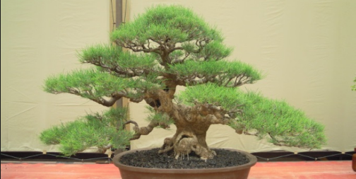 cara merawat bonsai cemara udang