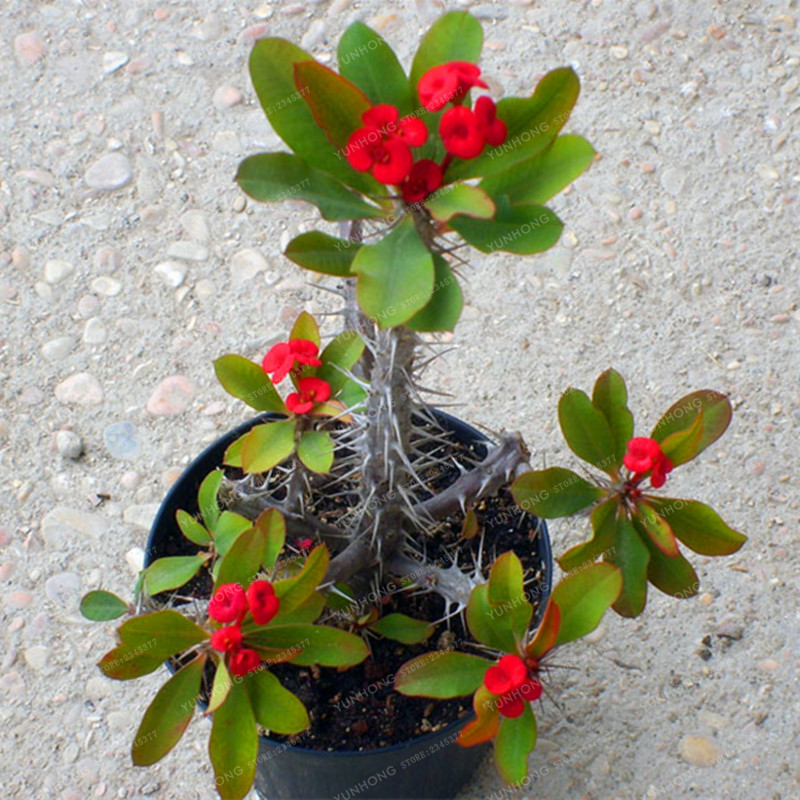 cara-stek-budidaya-perbanyakan-Bunga-Euphorbia-Euphorbia-milii