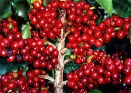 panduan bagaimana cara menanam budidaya kopi lengkap 1