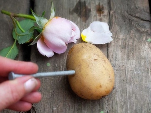 tips cara-budidaya-menanam-stek-mawar-dengan-kentang