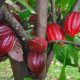Cara budidaya menanam pohon kakao coklat