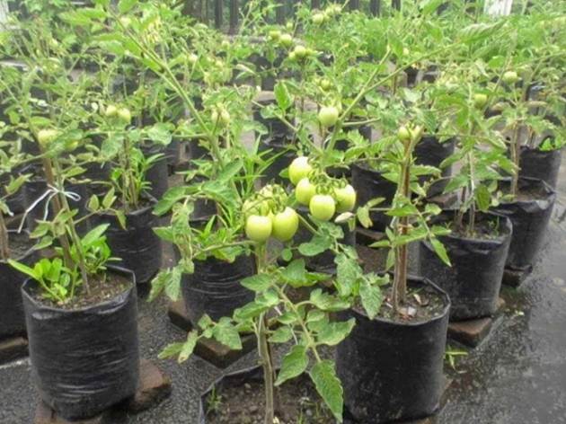 cara menanam-tomat-dalam-polybag