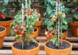 cara menanam tomat supaya hasilnya