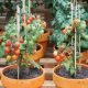 cara menanam tomat supaya hasilnya