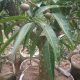 Tips merawat pohon mangga agar selalu berbuah